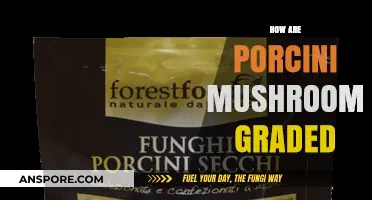 The Grading of Porcini Mushrooms: A Guide
