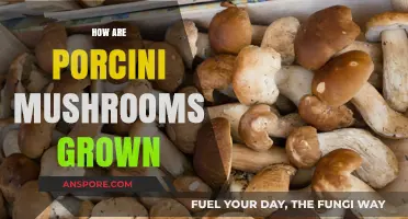 Porcini Mushrooms: Secrets of Their Growth