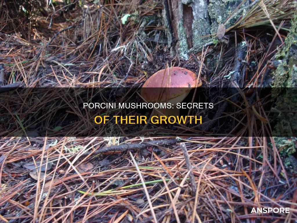 how are porcini mushrooms grown