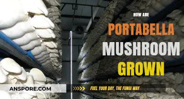 The Science Behind Portabella Mushroom Growth
