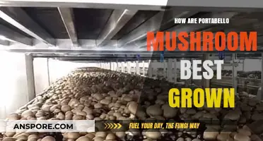 Growing Portabello Mushrooms: The Ultimate Guide