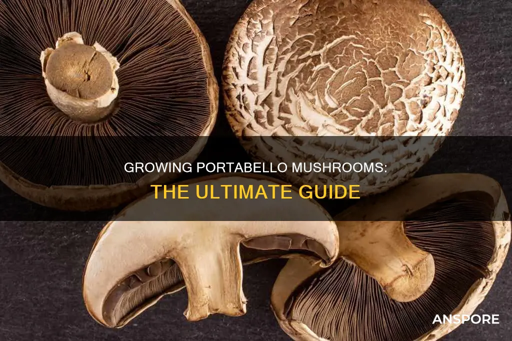 how are portabello mushrooms best grown