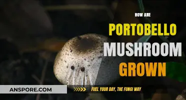 Growing Portobello Mushrooms: A Step-by-Step Cultivation Guide