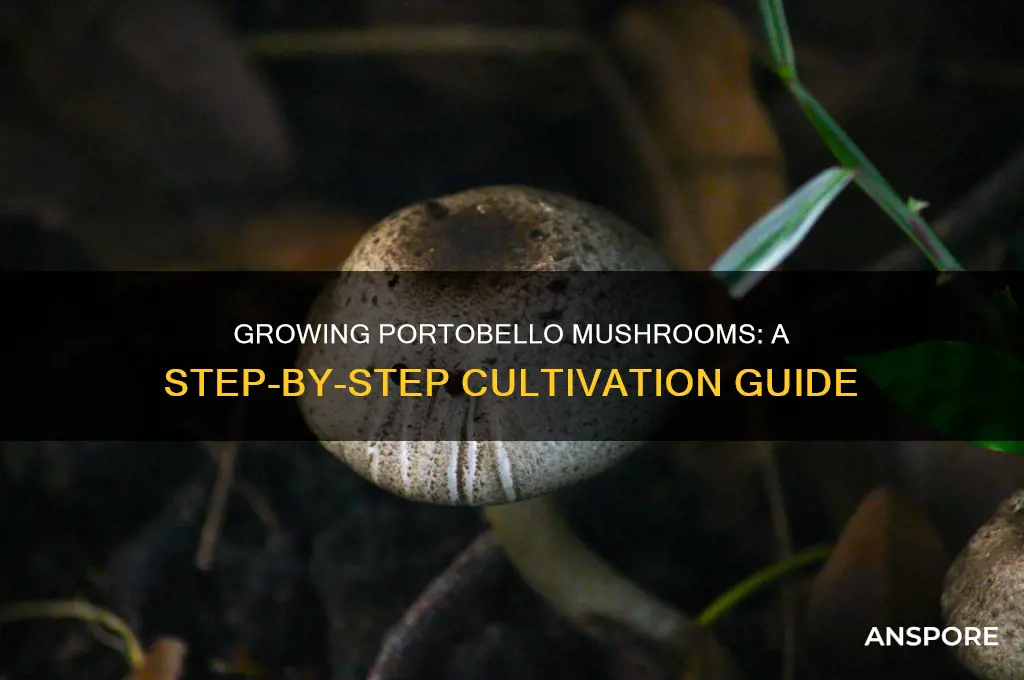 how are portobello mushroom grown