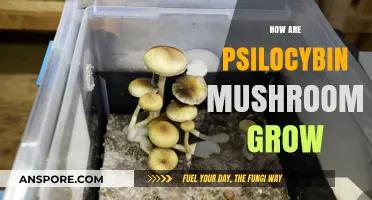 Cultivating Psilocybin Mushrooms: A Comprehensive Guide to Growing Techniques