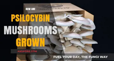 Growing Magic Mushrooms: A Step-by-Step Guide