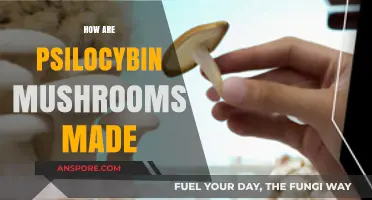 The Magic Behind Making Psilocybin Mushrooms
