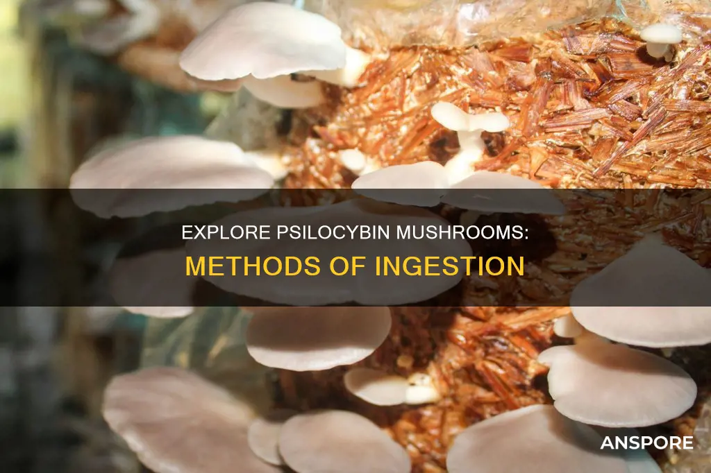 how are psilocybin mushrooms taken