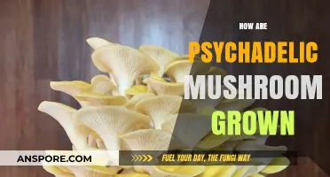The Ultimate Guide to Growing Psychedelic Mushrooms