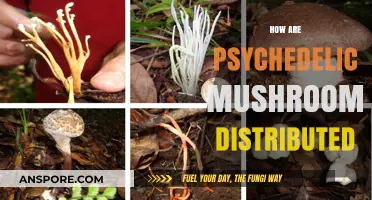 Psychedelic Mushroom Distribution: A Complex Web