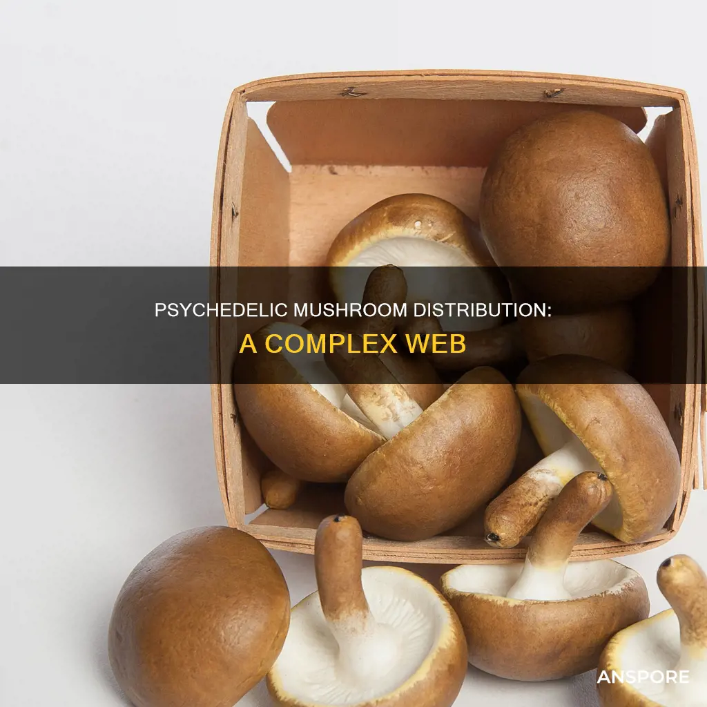 how are psychedelic mushrooms distributed