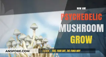 Cultivating Psychedelic Mushrooms: A Comprehensive Guide to Growing Techniques