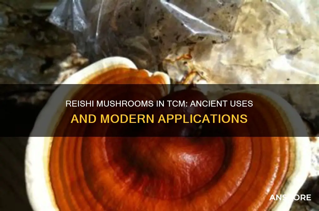 how are reishi mushrooms used in tcm