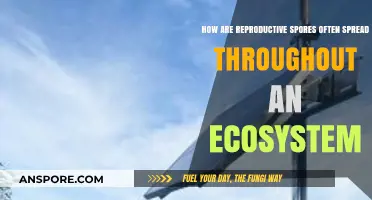 How Reproductive Spores Travel and Thrive in Ecosystems