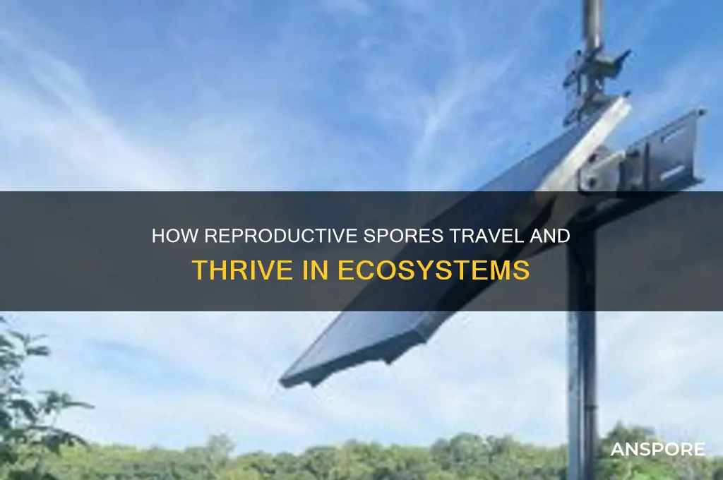 how are reproductive spores often spread throughout an ecosystem