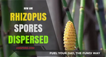 Exploring Rhizopus Spores: Dispersal Mechanisms and Environmental Factors