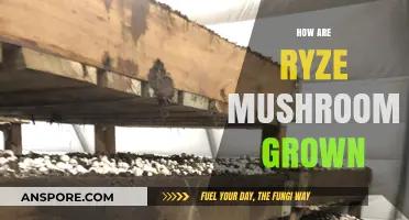 The Magic Behind Growing Ryze Mushrooms