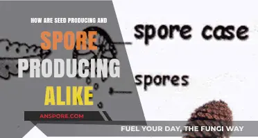 Seed and Spore Production: Similarities in Plant Reproduction Strategies