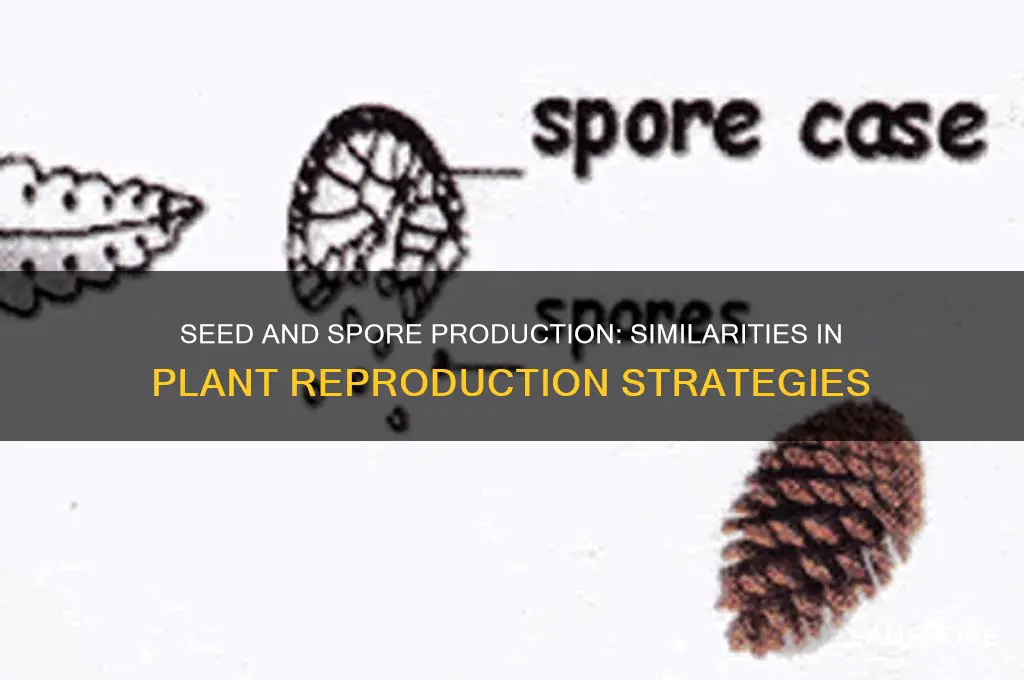 how are seed producing and spore producing alike