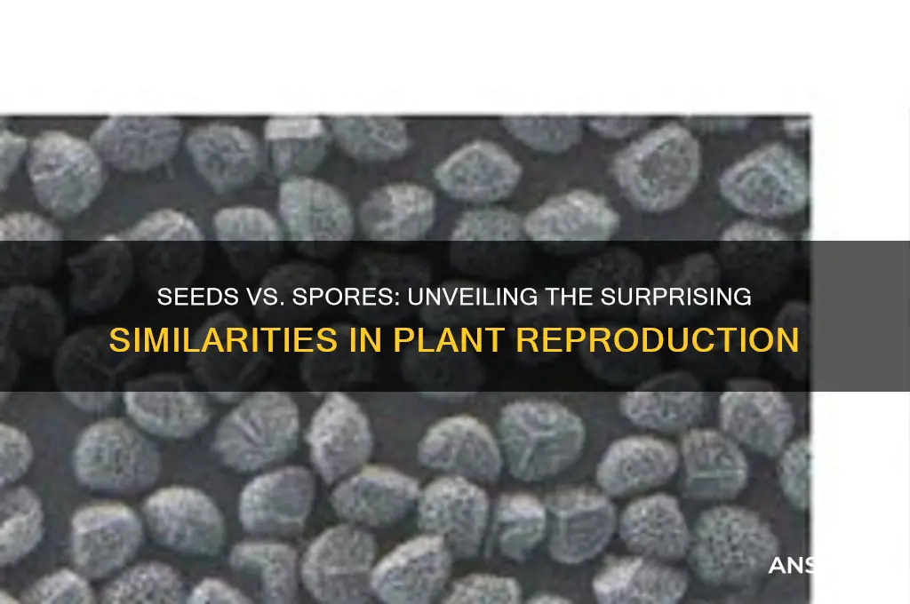 how are seeds and spores alike