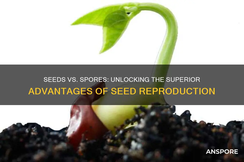 how are seeds better than spores