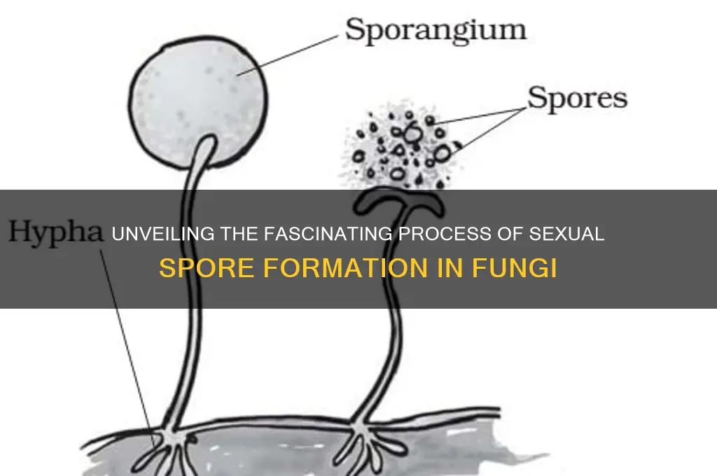 how are sexual spores made in fungi