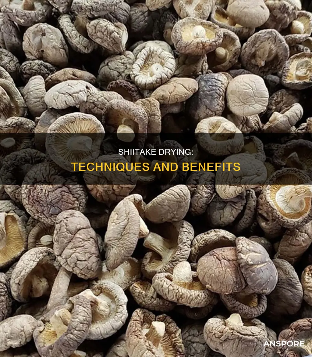 how are shiitake mushrooms dried