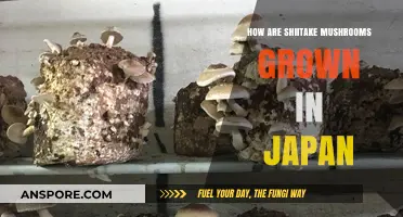 Shiitake Secrets: Traditional Japanese Mushroom Cultivation Techniques