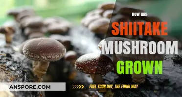 Shiitake Mushroom Cultivation: A Comprehensive Guide