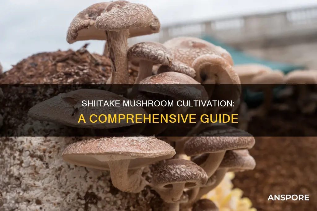 how are shiitake mushrooms grown