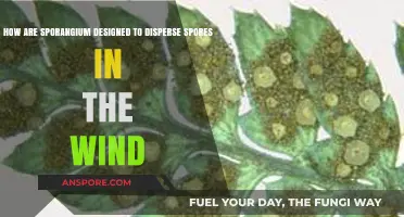 Windborne Sporangium: Ingenious Designs for Efficient Spore Dispersal