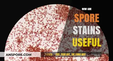 Spore Stains: Unlocking Microbial Identification and Diagnostic Precision