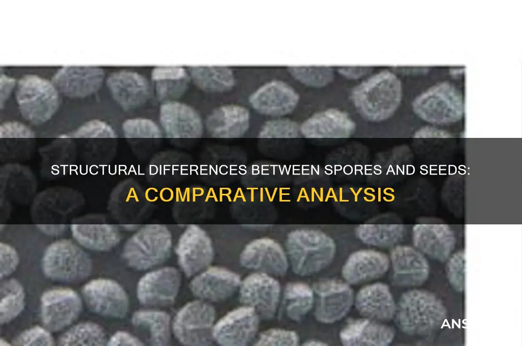 how are spore structurally differnt than seeds