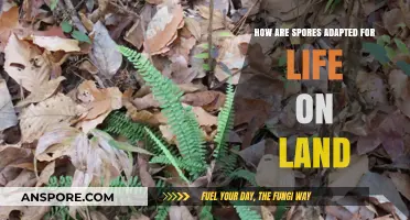 How Spores Thrive: Land Survival Adaptations Explained