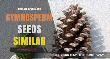 Exploring the Surprising Similarities Between Spores and Gymnosperm Seeds