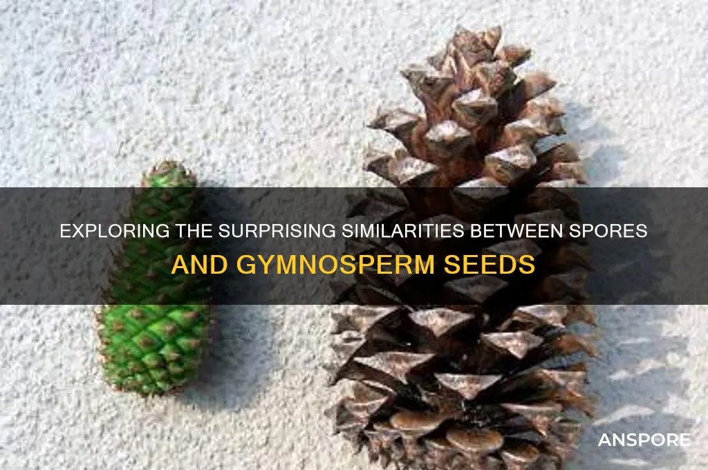 how are spores and gymnosperm seeds similar