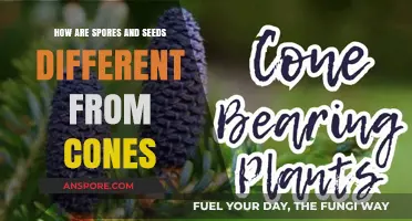 Spores, Seeds, and Cones: Unraveling Their Unique Reproductive Strategies