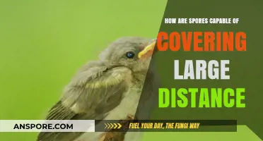 How Spores Travel: Unveiling Long-Distance Dispersal Mechanisms