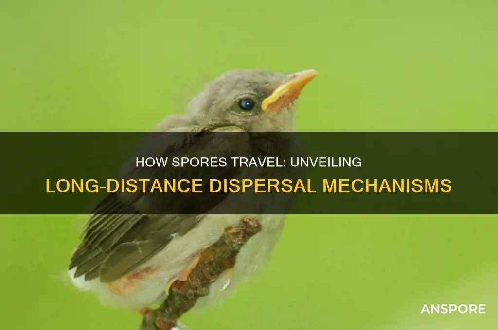 how are spores capable of covering large distance