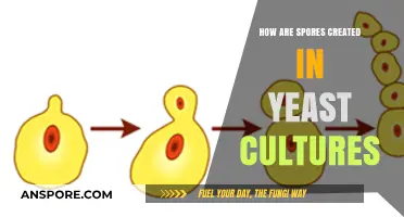 Understanding Yeast Spore Formation in Cultured Environments: A Detailed Guide