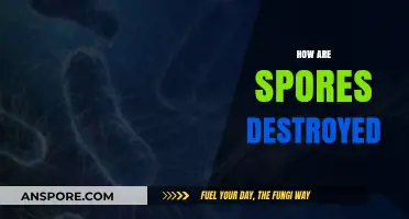 Effective Methods to Destroy Spores: A Comprehensive Guide