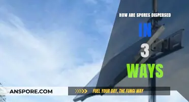 Three Ingenious Methods Nature Uses to Disperse Spores Effectively