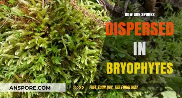Bryophyte Spore Dispersal: Unveiling the Unique Mechanisms and Strategies