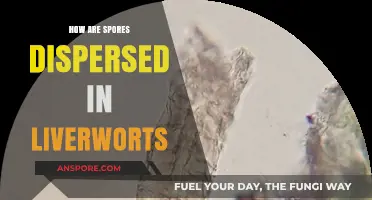 Understanding Liverwort Spore Dispersal: Methods and Environmental Factors Explained