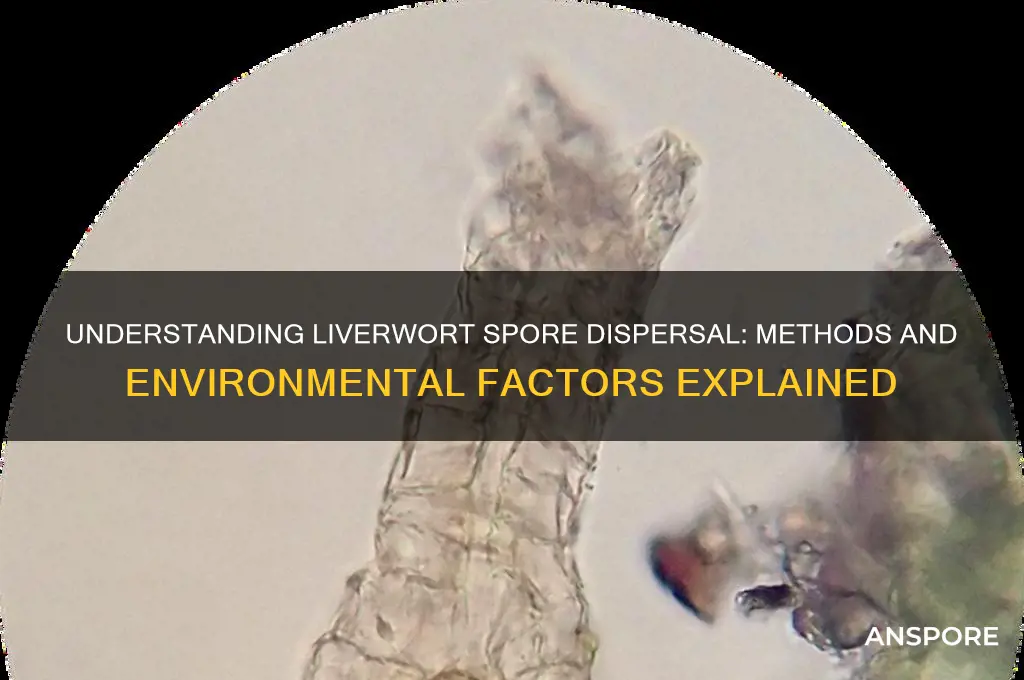 how are spores dispersed in liverworts