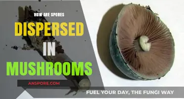 Mushroom Magic: Understanding Spore Dispersal Mechanisms