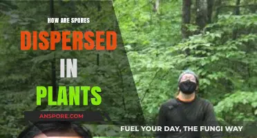 Exploring Plant Spores: Dispersal Methods and Survival Strategies in Nature