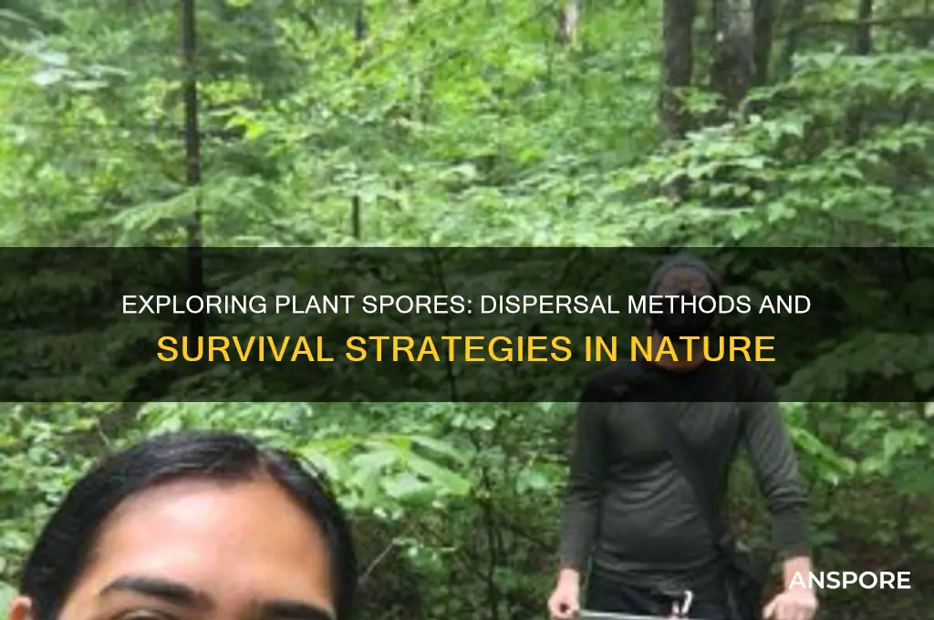 how are spores dispersed in plants