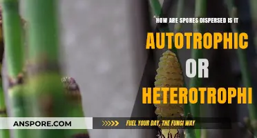 How Spores Disperse: Autotrophic or Heterotrophic Survival Strategies