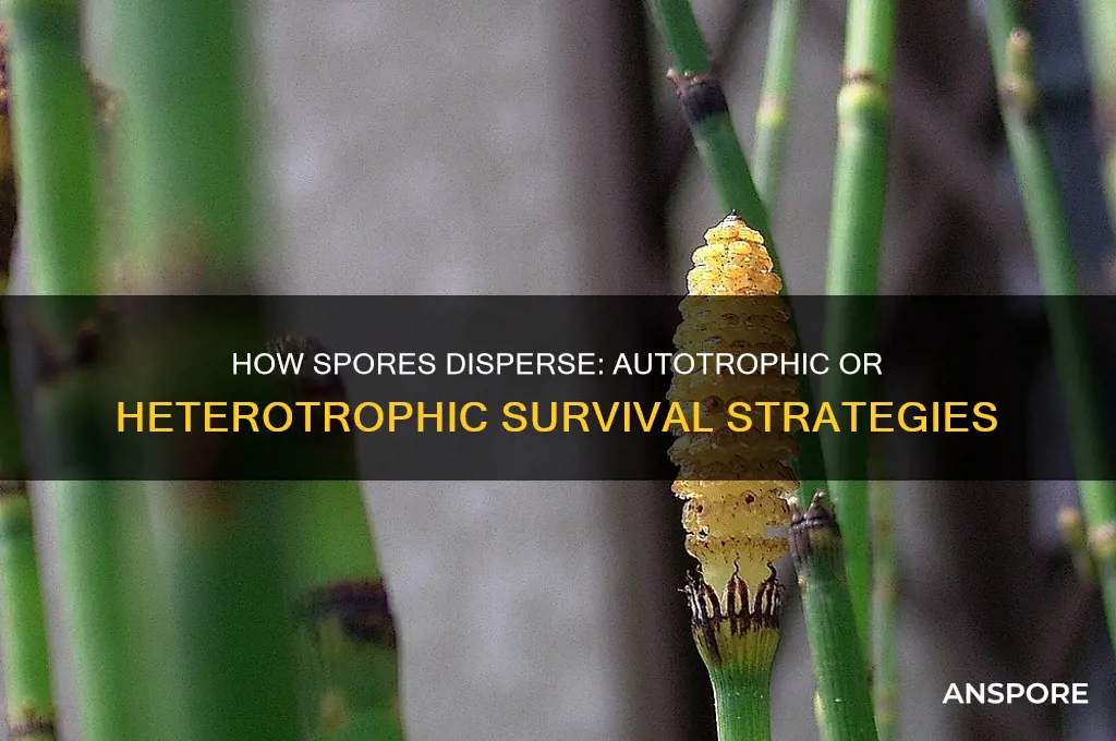 how are spores dispersed is it autotrophic or heterotrophic